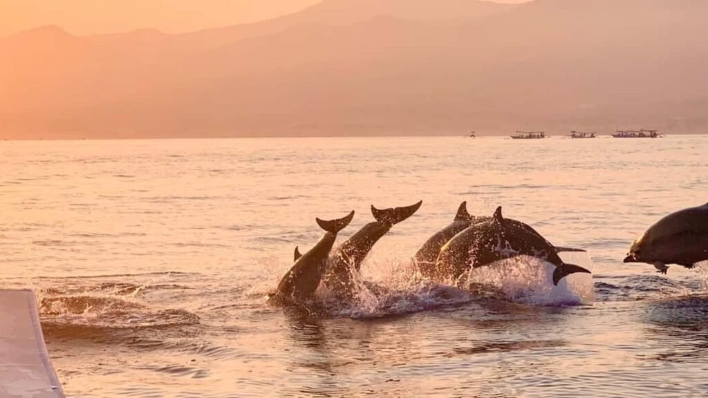 dolhpin sunrise at lovina